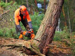 Best Tree Removal Services  in USA